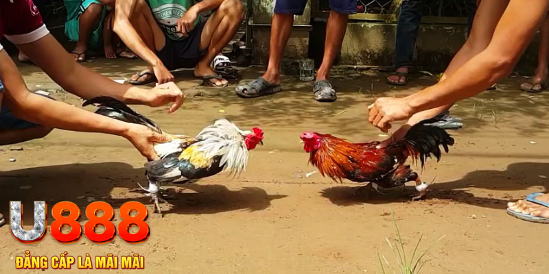 banca28 casino TỶ LỆ BÓNG ĐÁ